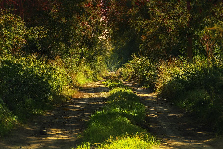autumn, forest, road, trees, forest road, grass, green, brown HD wallpaper
