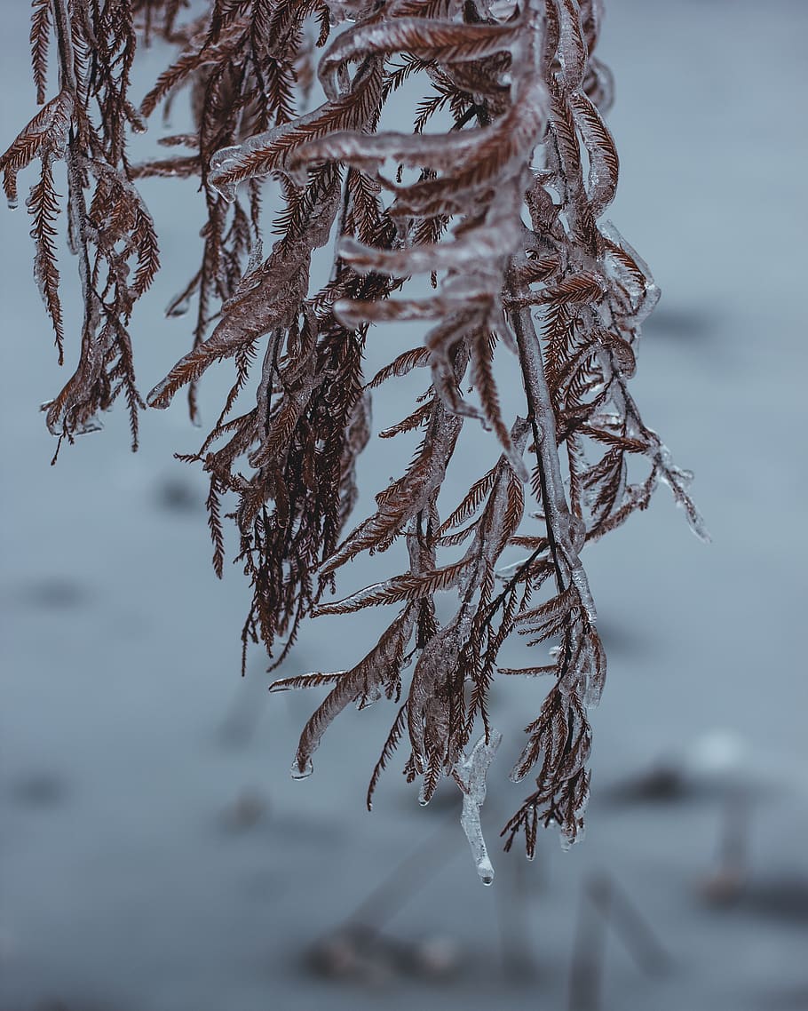 plants covered with ice, nature, outdoors, snow, frost, tree HD wallpaper