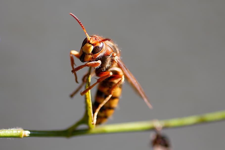hornet, insect, macro, close up, animal themes, one animal HD wallpaper