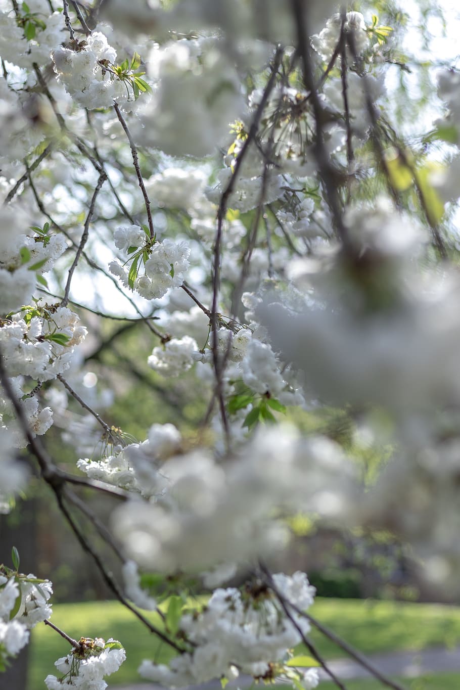 white petaled flower, plant, nature, blossom, outdoors, ice, snow HD wallpaper