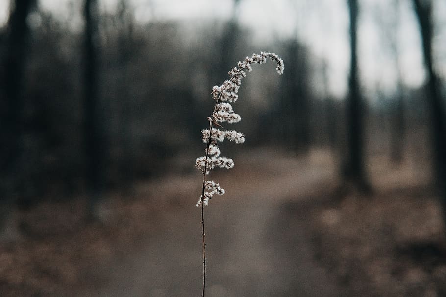 plant, leaf, twig, forest, tree, adventure, focus on foreground HD wallpaper