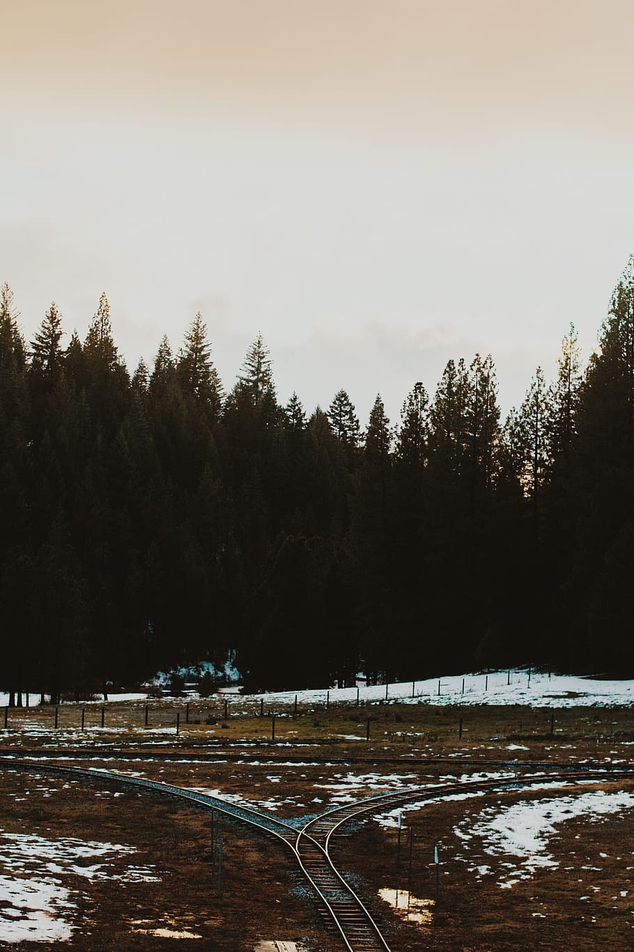 forest, trees, winter, plant, snow, cold temperature, sky, tranquility HD wallpaper