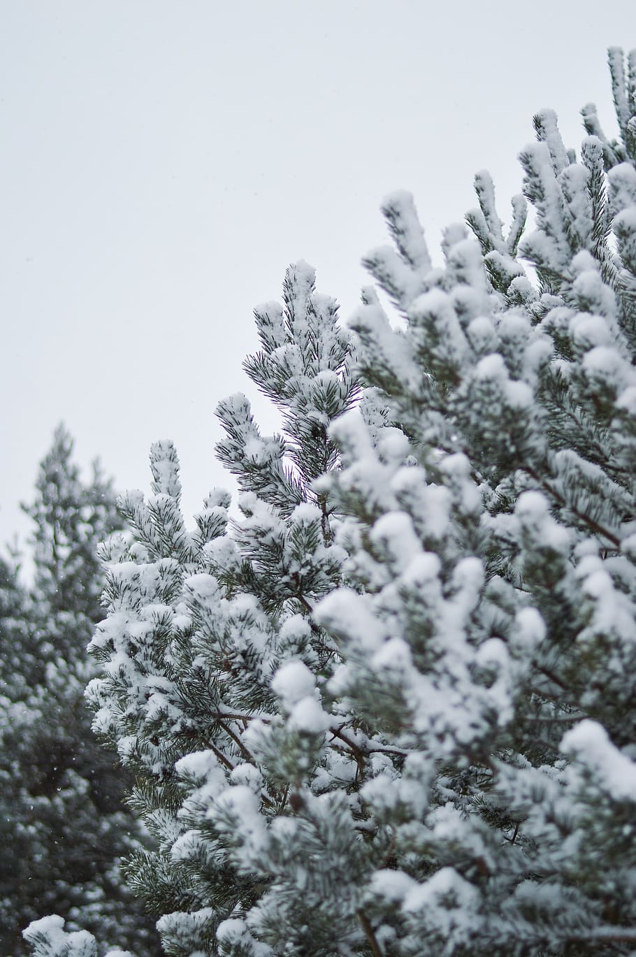 snow covered by tree during daytime, winter, fir, pine, christmas HD wallpaper