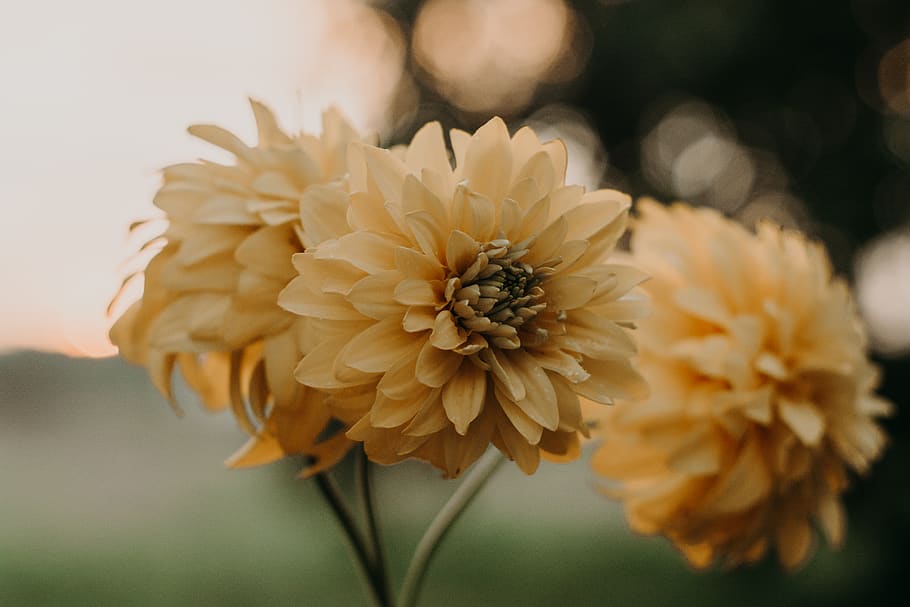 Close-up Photo Of Yellow Petaled Flowers, bloom, blossom, flora HD wallpaper