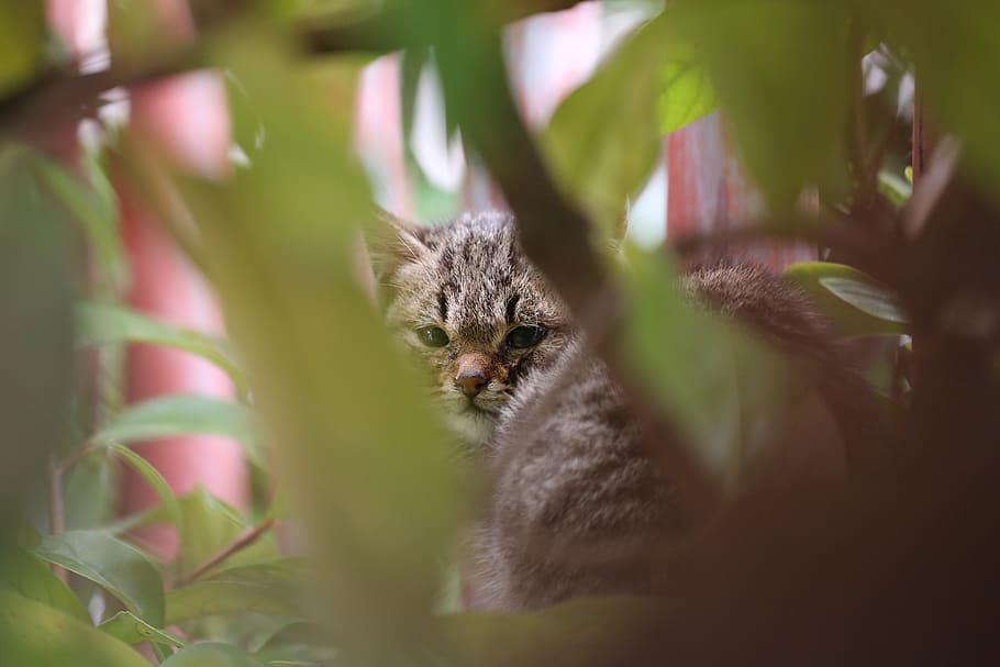 cat, garden, forest, animal, mammal, animal themes, one animal HD wallpaper