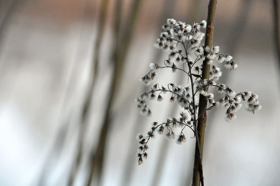 white-petaled flower, nature, plant, outdoors, ice, snow, blossom HD wallpaper