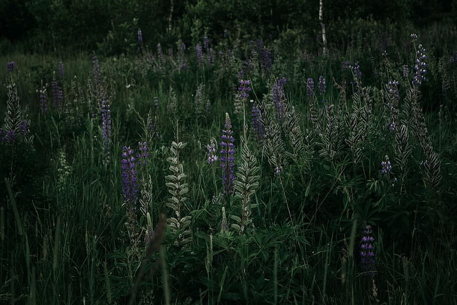 landscape, nature, field, flowers, environment, flora, forest HD wallpaper