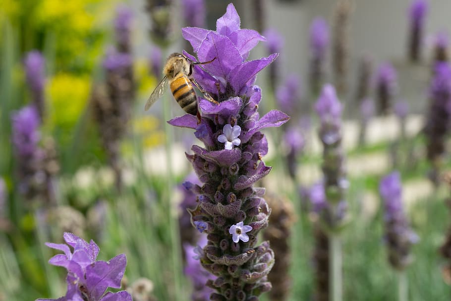 bee, lavender, macro, flower, flowering plant, purple, beauty in nature HD wallpaper
