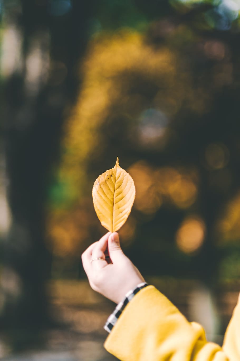 person holding leaf, human hand, one person, human body part HD wallpaper