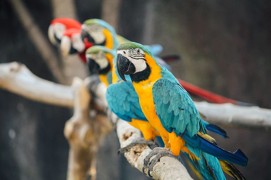 blue-and-yellow macaw, animal themes, bird, parrot, animal wildlife HD wallpaper
