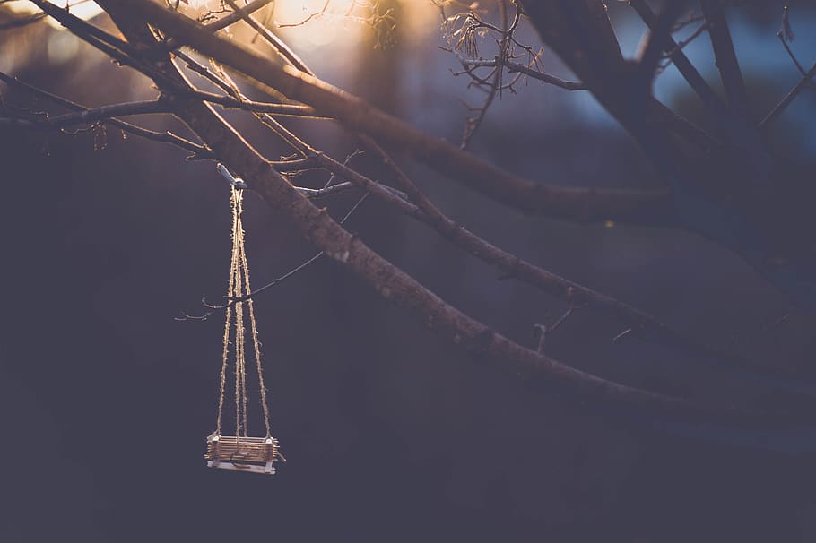 bird feeder, branch, tree, sunset, plant, nature, no people HD wallpaper