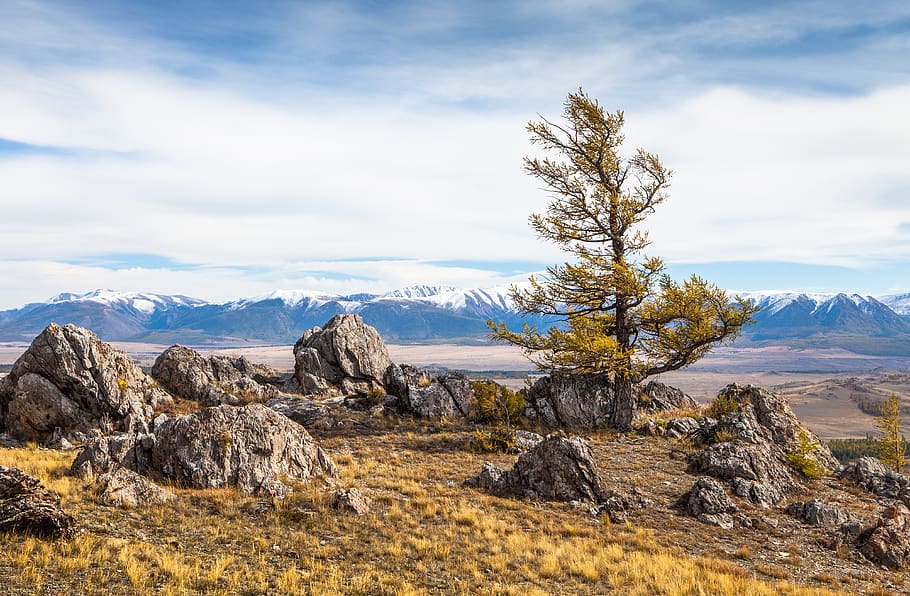 altai, tree, mountains, stones, autumn, russia, nature, day HD wallpaper