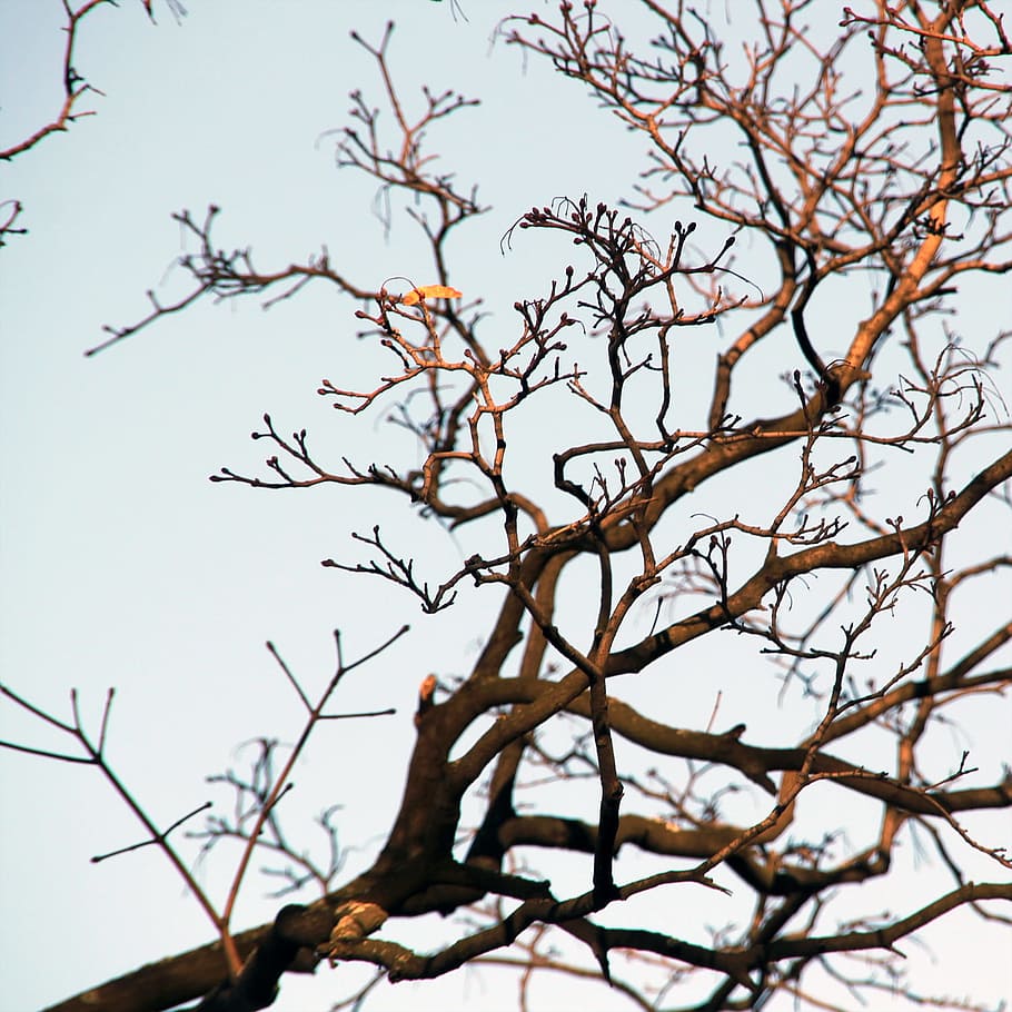 branches, winter, blue, tree, cold, background, plant, low angle view HD wallpaper
