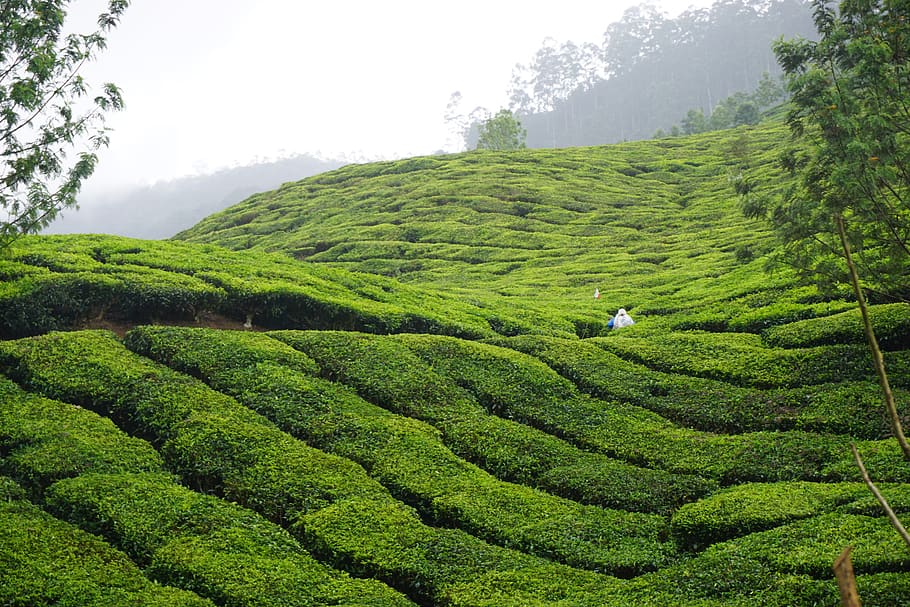 india, munnar, plant, green color, tree, growth, tea crop, land HD wallpaper
