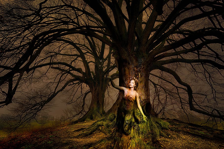 fantasy, woman, tree, light, mood, fairytale, mysterious, magic HD wallpaper