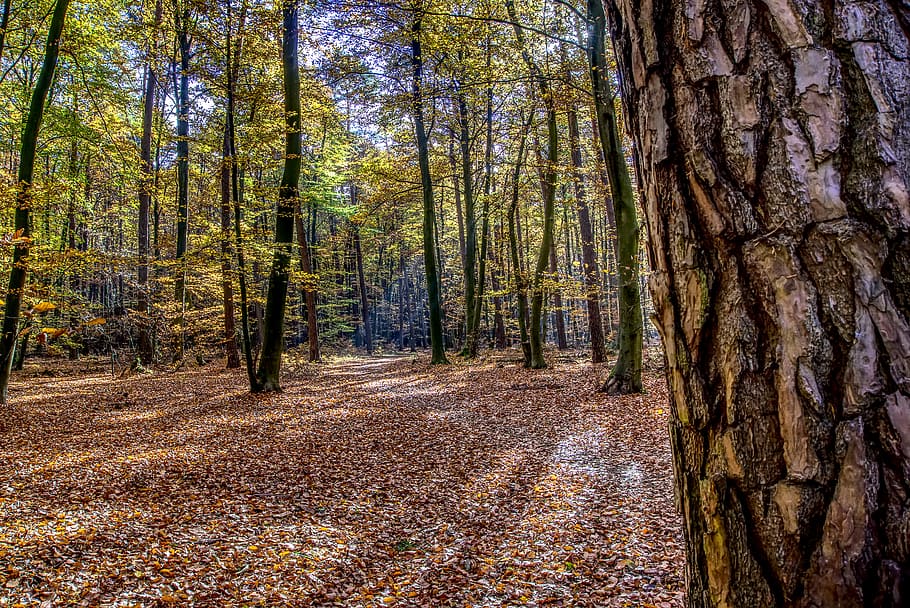forest, trees, leaves, autumn, mood, light, landscape, nature HD wallpaper