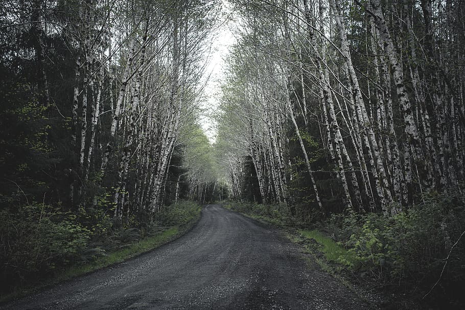 road between trees tunnel, plant, tarmac, asphalt, dirt road HD wallpaper