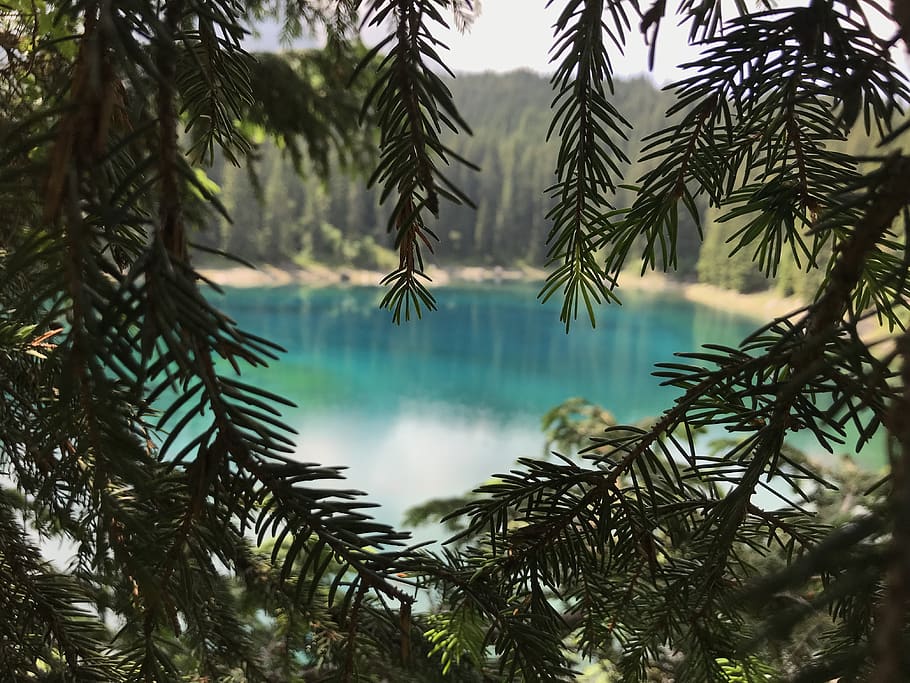 Lake and Trees, branches, close-up, colors, daylight, environment HD wallpaper