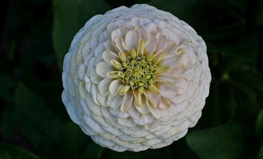 flower, zinnia, white, summer, garden, macro, nature, the petals, HD wallpaper