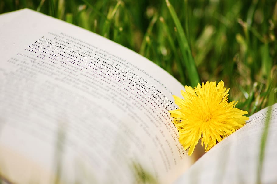 Bokeh Photography of Yellow Flower on Top of White Book, bloom, HD wallpaper