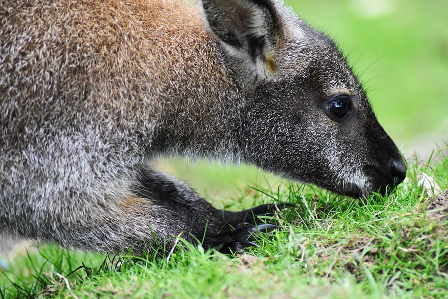 wallaby, animal, australia, australian, beautiful, digging, HD wallpaper