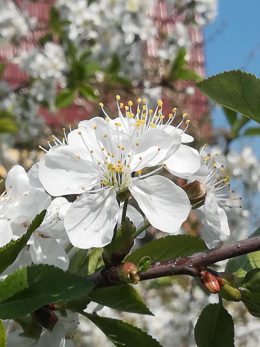 spring, cherry tree, cherry blossom, bloom, plant, flower, flowering plant HD wallpaper