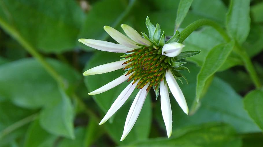 coneflower, blossom, bloom, white, awakening, popping up, tender HD wallpaper