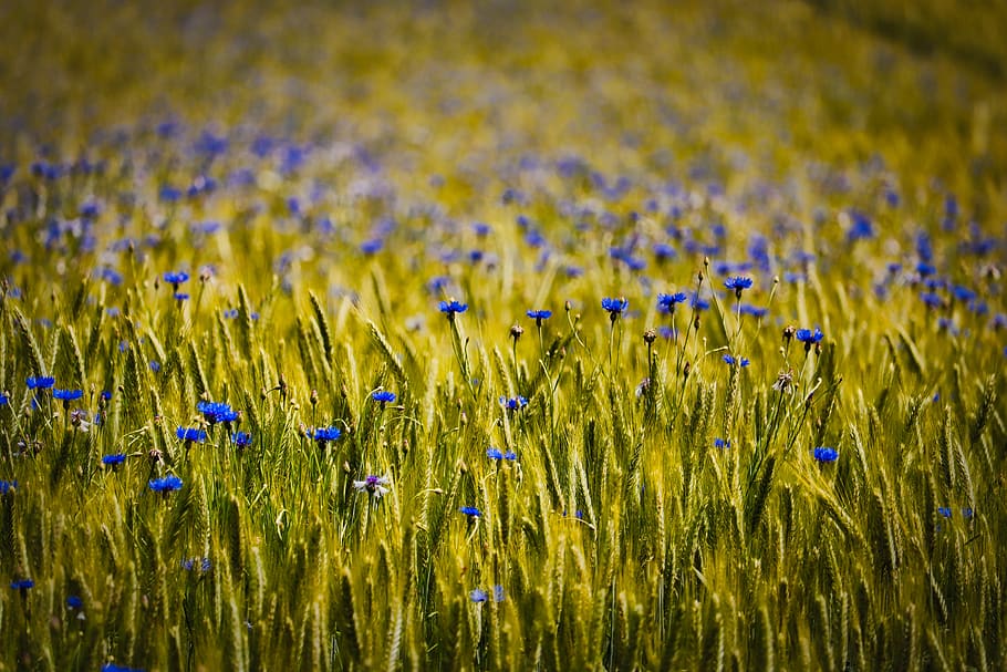 wheat, cornflower, wheat field, summer, agriculture, cereals HD wallpaper