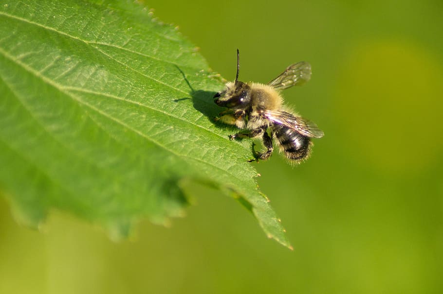 unicorn bee, insect, close up, macro, nature, green leaf, fairy tales HD wallpaper