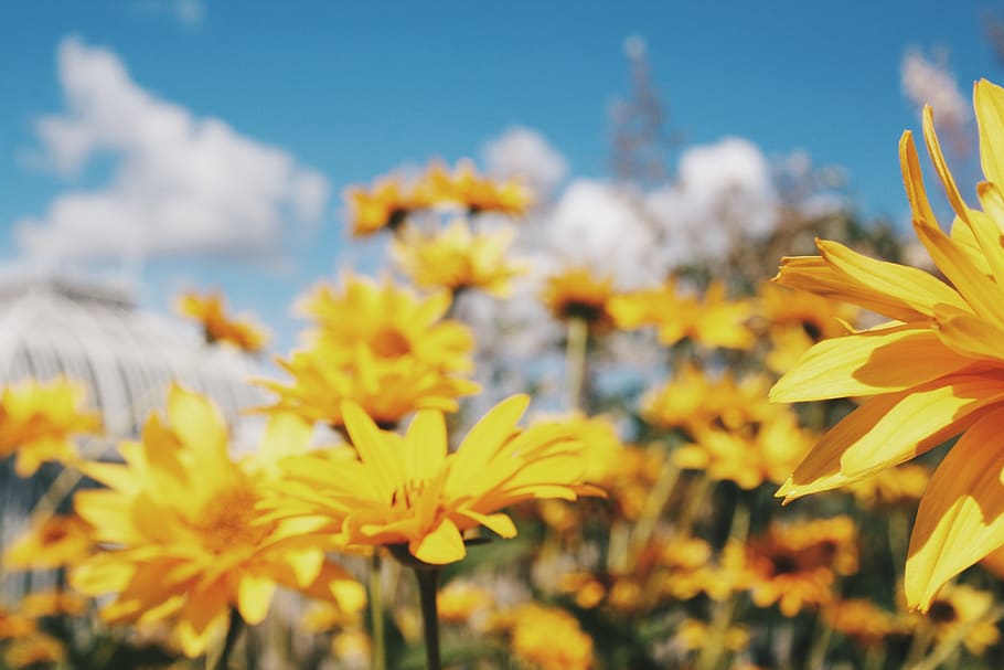 plant, flower, blossom, daisies, daisy, petal, nature, aster HD wallpaper