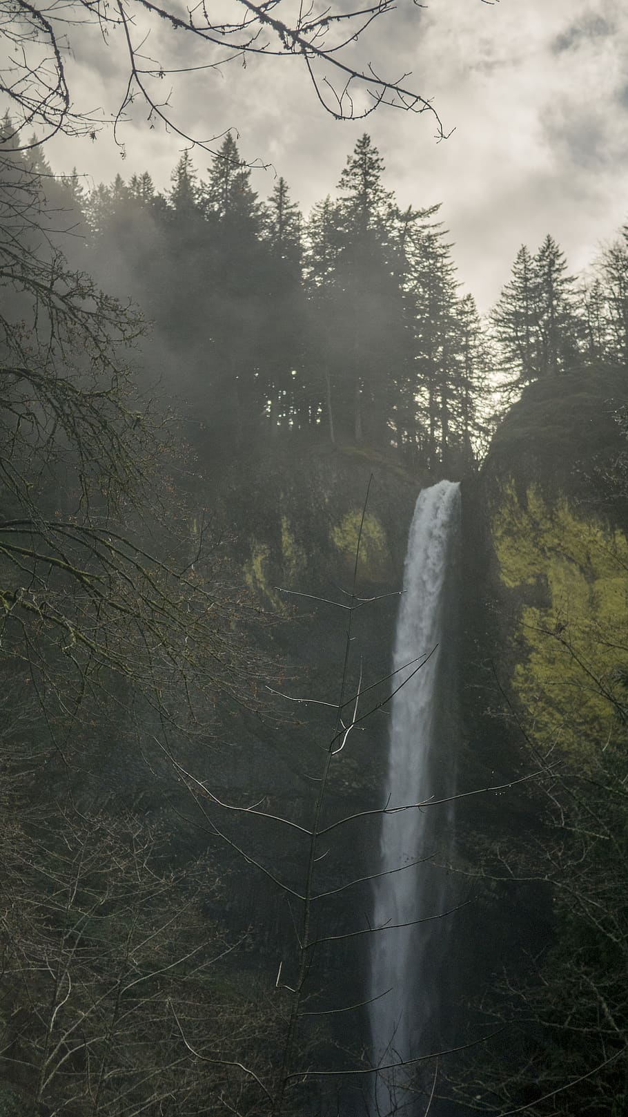 waterfall, pacific northwest, trees, forest, beauty, plant HD wallpaper