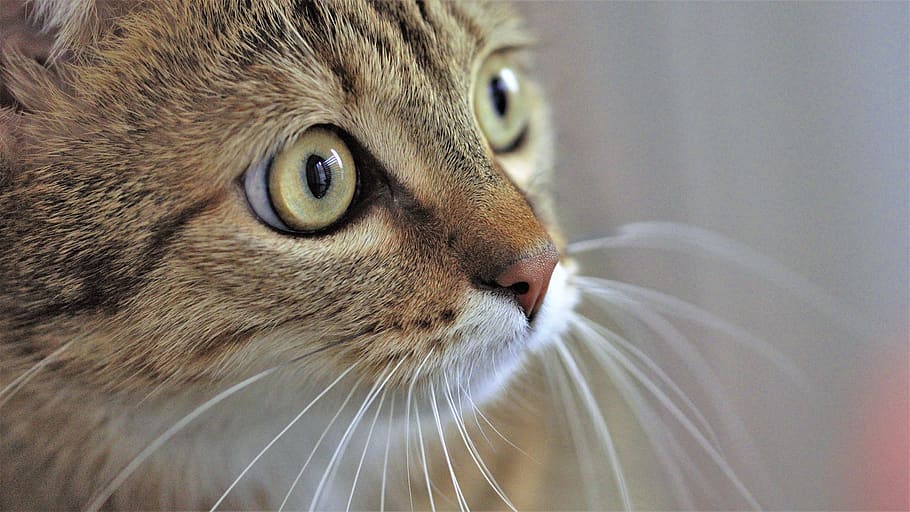 animals, cat, eyes, animal themes, mammal, one animal, pets HD wallpaper