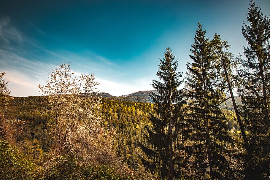 mountain with tall trees view, plant, sky, tranquility, tranquil scene HD wallpaper