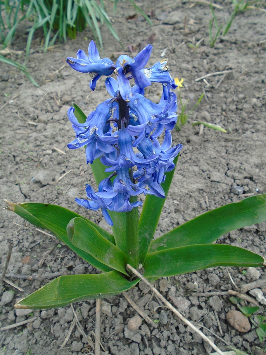 ukraine, flowering plant, vulnerability, fragility, petal, freshness HD wallpaper