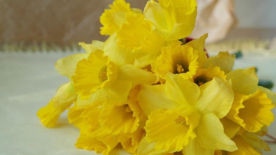 narcissus, nature, daffodil, easter, festival, gift, love, family decoration HD wallpaper