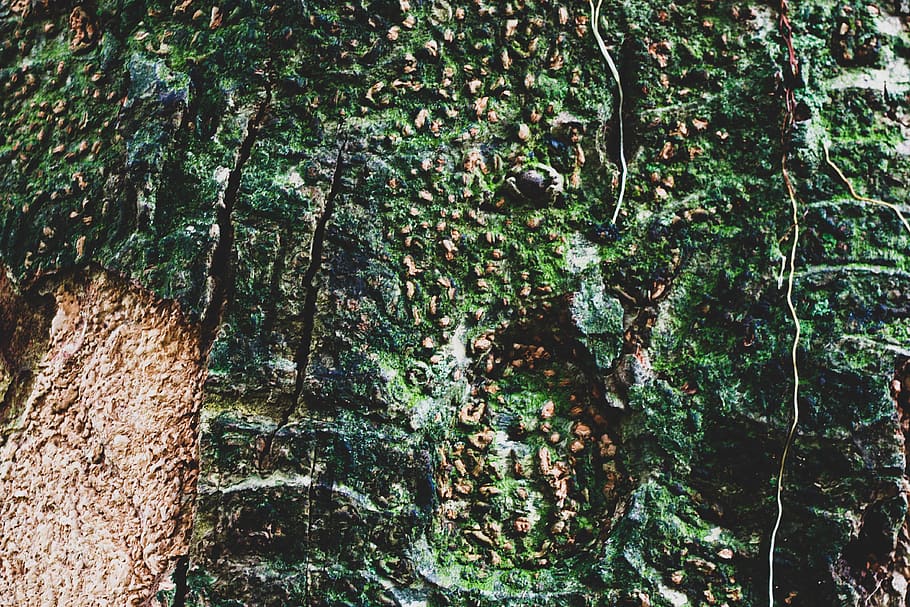 nature, natural, close-up, texture, tree, plant, growth, tree trunk HD wallpaper