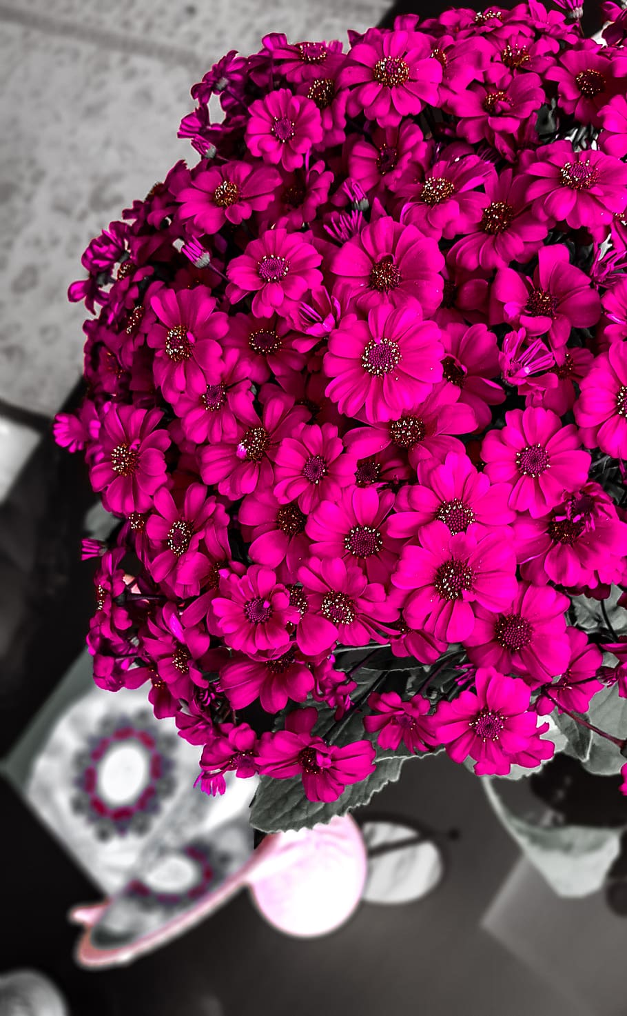 iran, flower, flowering plant, freshness, petal, beauty in nature HD wallpaper