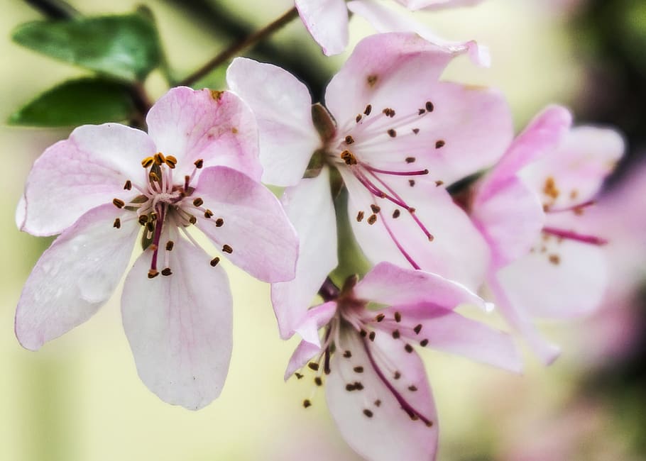 flower, flowering plant, fragility, beauty in nature, vulnerability HD wallpaper