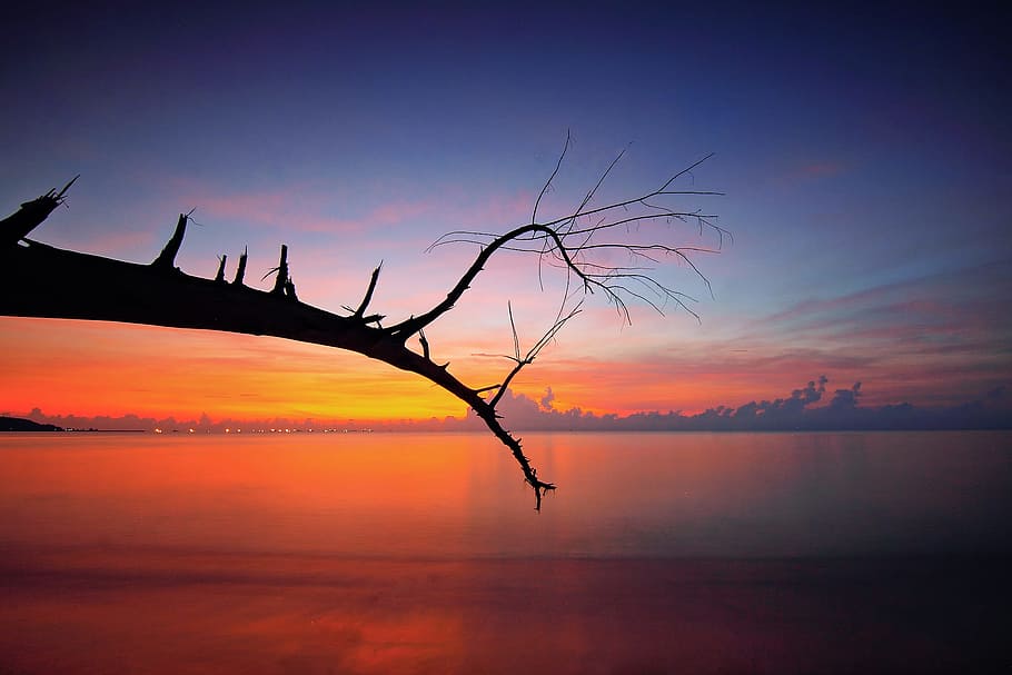 Bare Tree Branch Near Body Of Water During Sunset, backlit, beach HD wallpaper