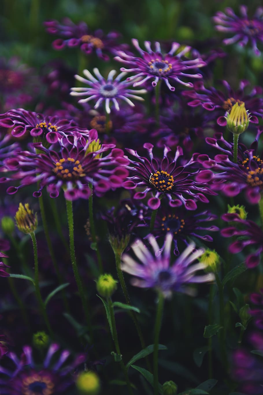 purple, plant, pollen, blossom, flower, aster, daisy, daisies