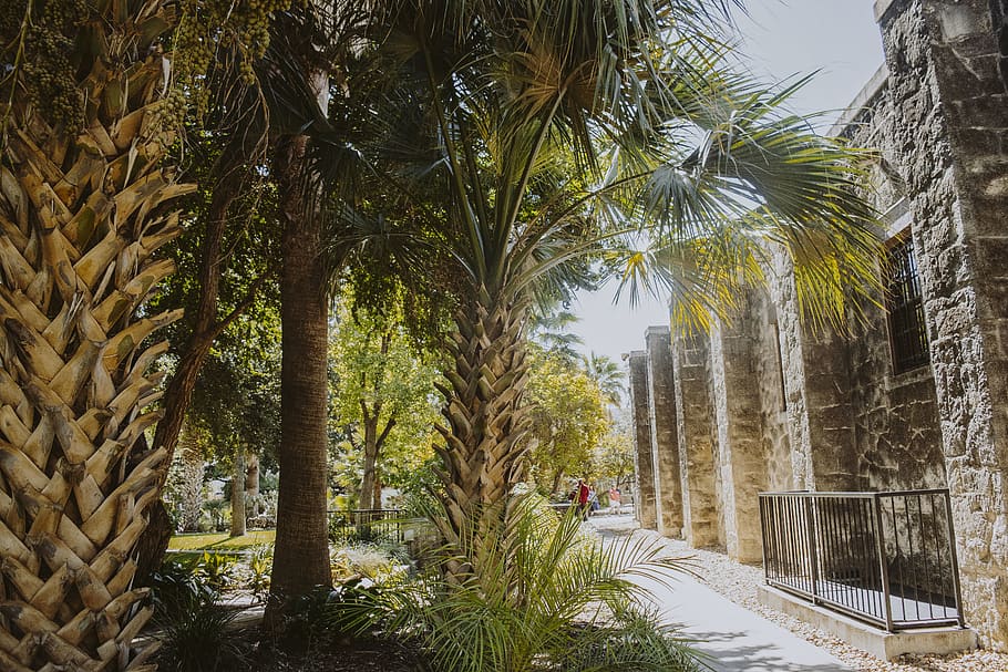tree, plant, tropical climate, palm tree, growth, tree trunk HD wallpaper