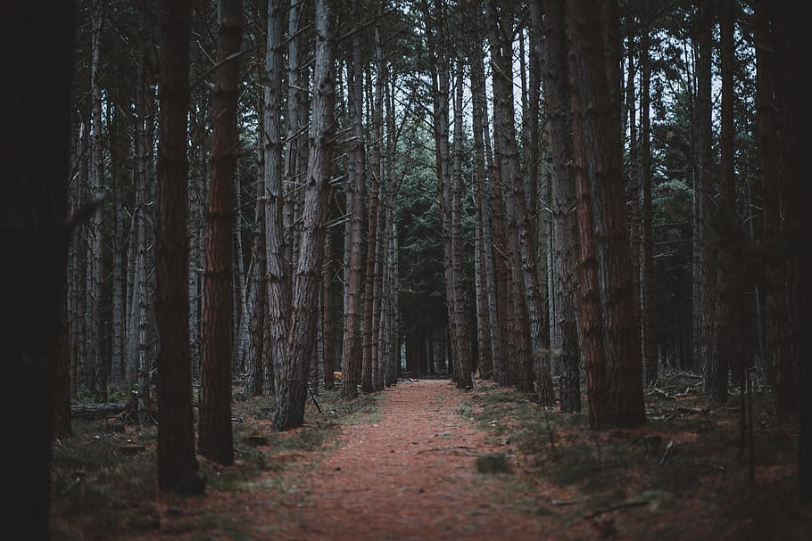 roadway between tall trees, path, forest, woodland, trail, trek HD wallpaper