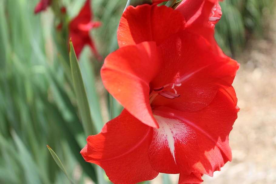 plant, gladiola, flower, flowering plant, fragility, vulnerability HD wallpaper