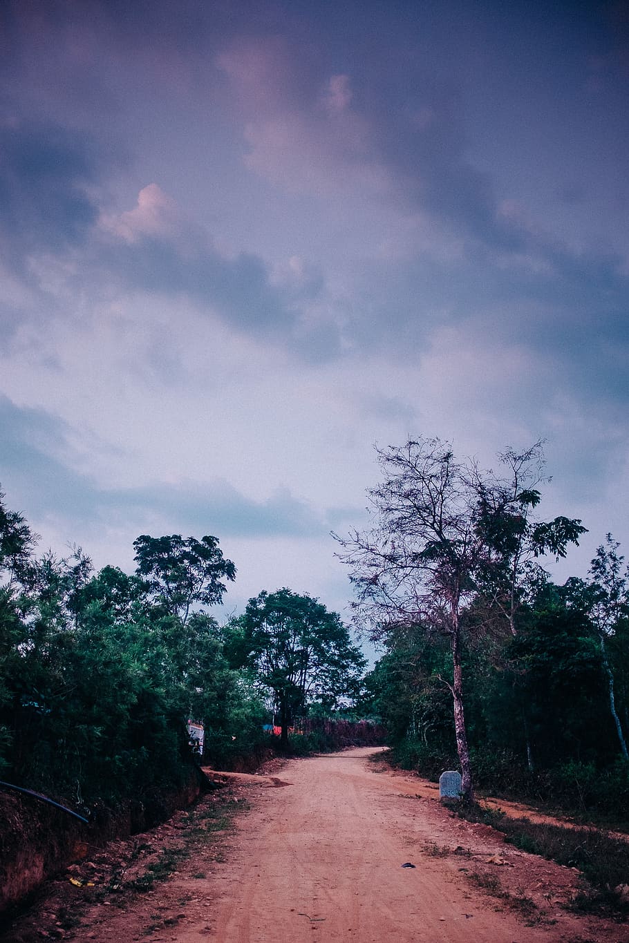 india, chikkamagaluru, trees, pathway, dirt track, plant, the way forward HD wallpaper
