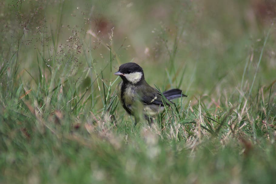 netherlands, bladel, feather, green, grass, tree, little, cute HD wallpaper