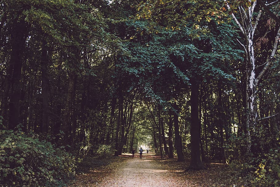 two person standing in between trees, path, human, tiergarten HD wallpaper