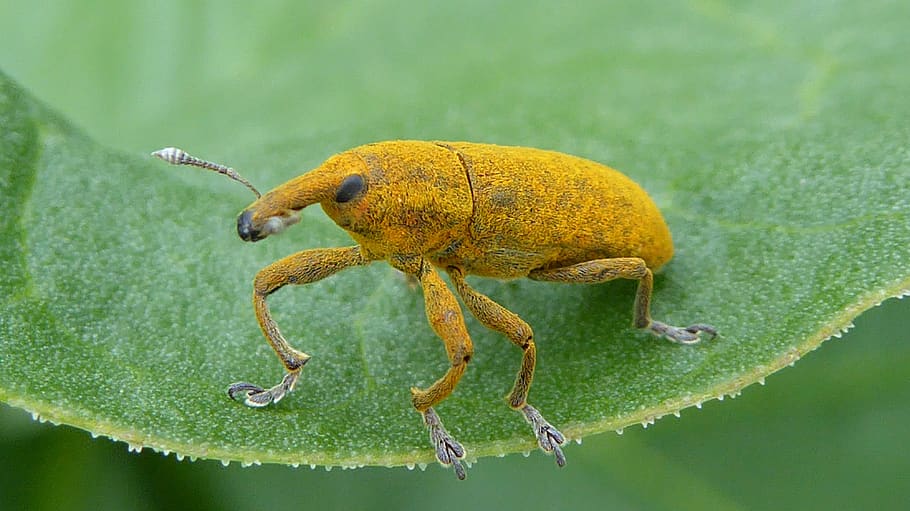 weevils, yellow, insect, summer, macro, nature, close up, animal HD wallpaper