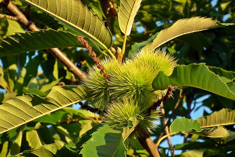 tree, castanea, fruit, maroni, spikes, food, nature, closeup HD wallpaper