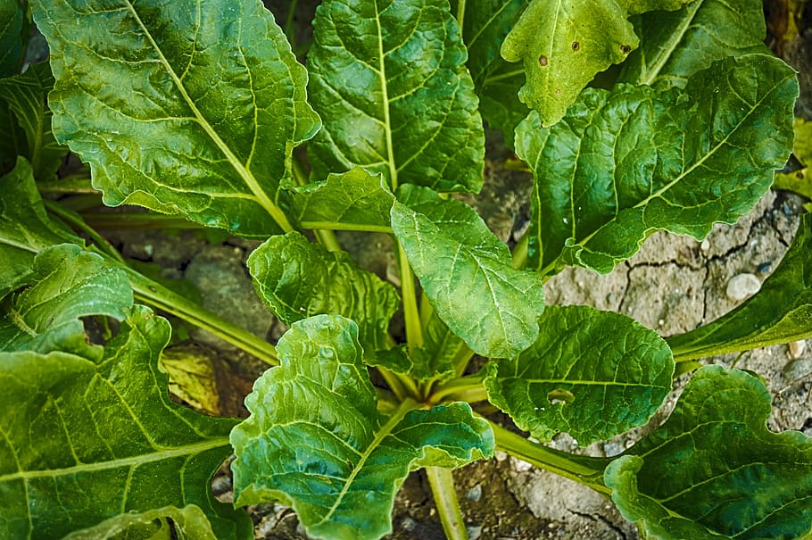 spinach, green leaves, vegetables, healthy, leaf, plant part HD wallpaper