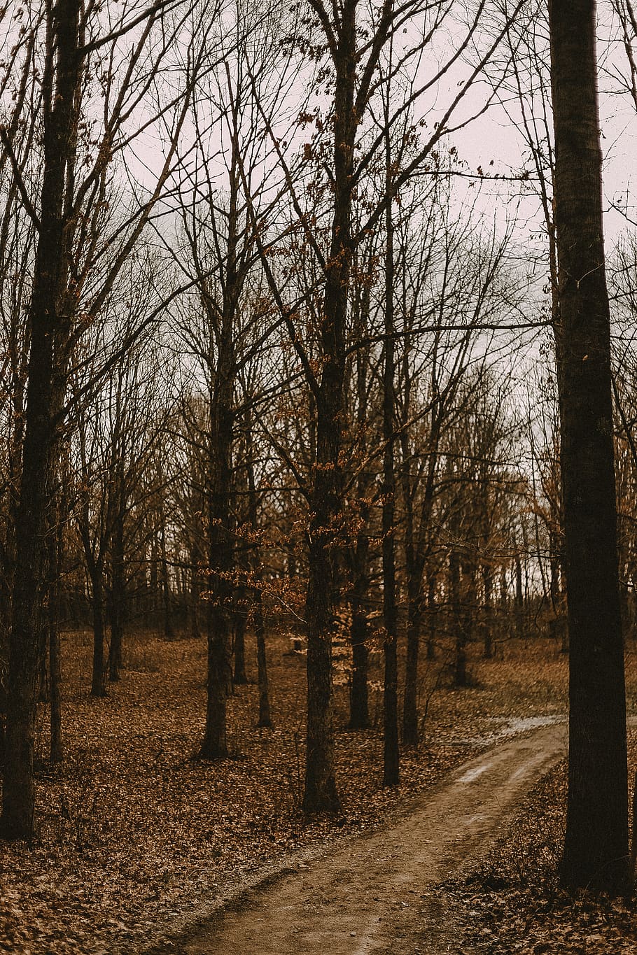 brown tree during daytime, plant, road, path, ground, tree trunk HD wallpaper